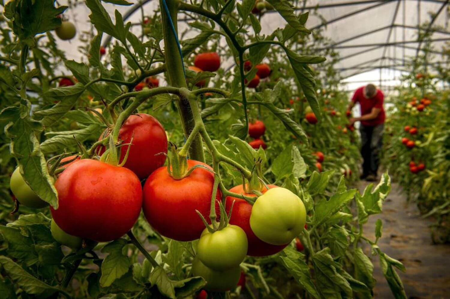 invernadero de tomate