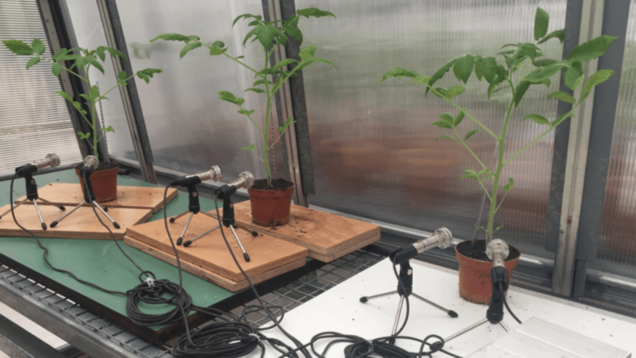 plants