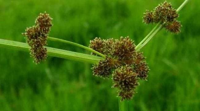 Kız Otu (Afacan-Venüs otu) Mücadelesi & İlaçları