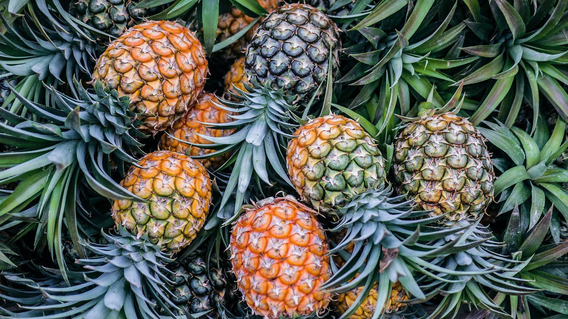 Ananas Yetiştirciliği