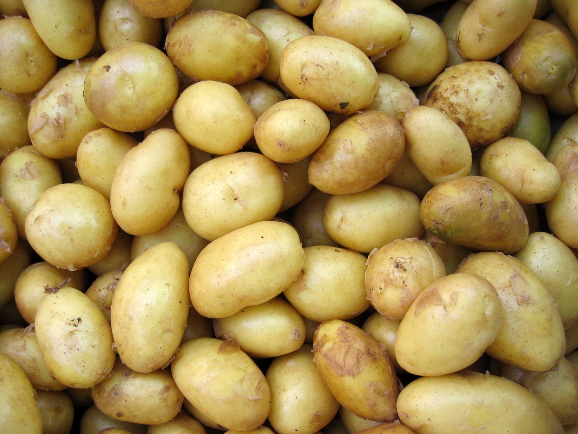 Patates Yetiştiriciliği