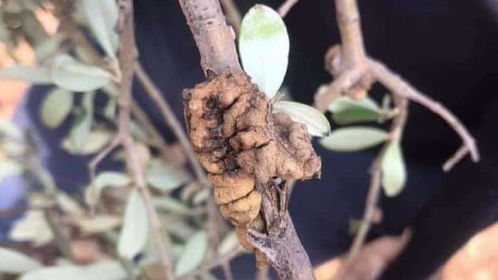 Zeytin Dal Kanseri Hastalığı Mücadelesi & İlaçları
