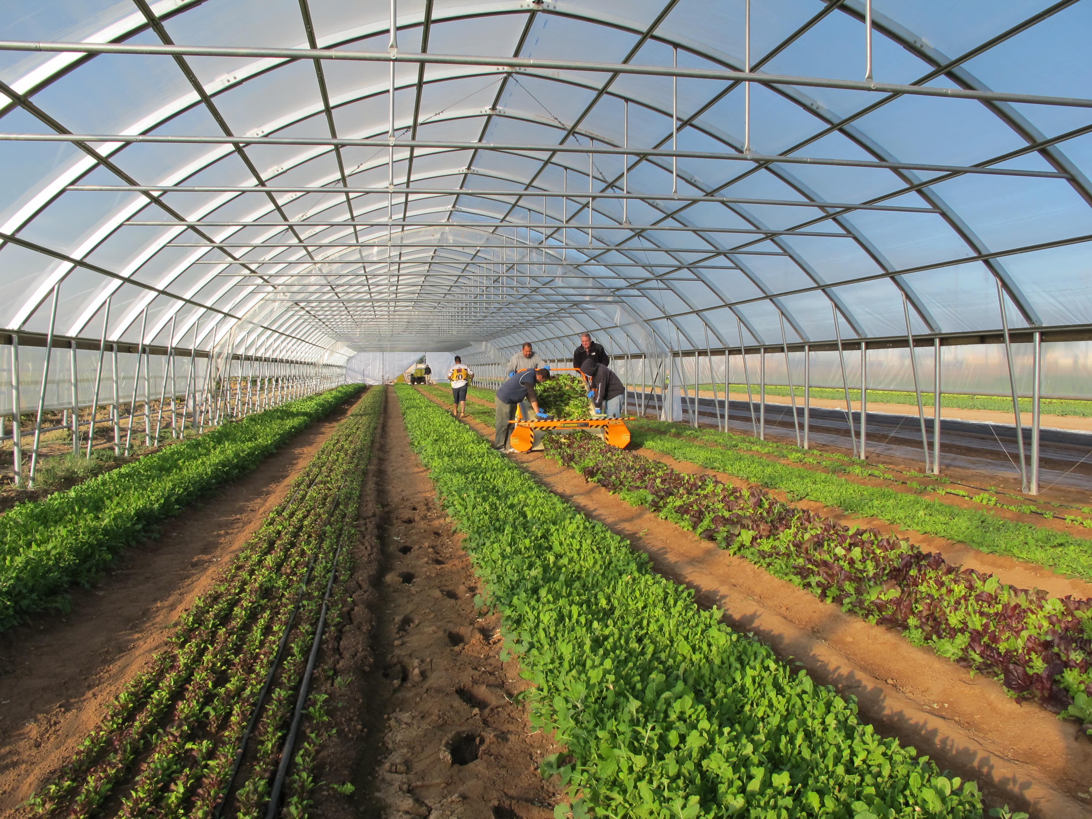 A greenhouse in Iran