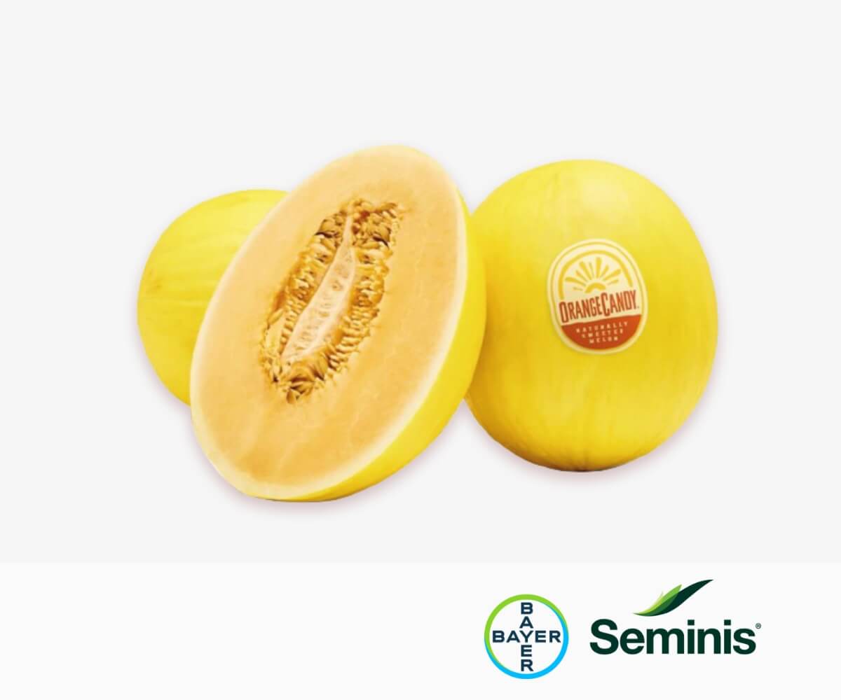 SV7484MA - Seminis & De Ruiter