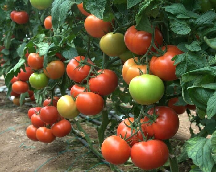 Tane: SOLMAZ F1 - Genetika Tohum