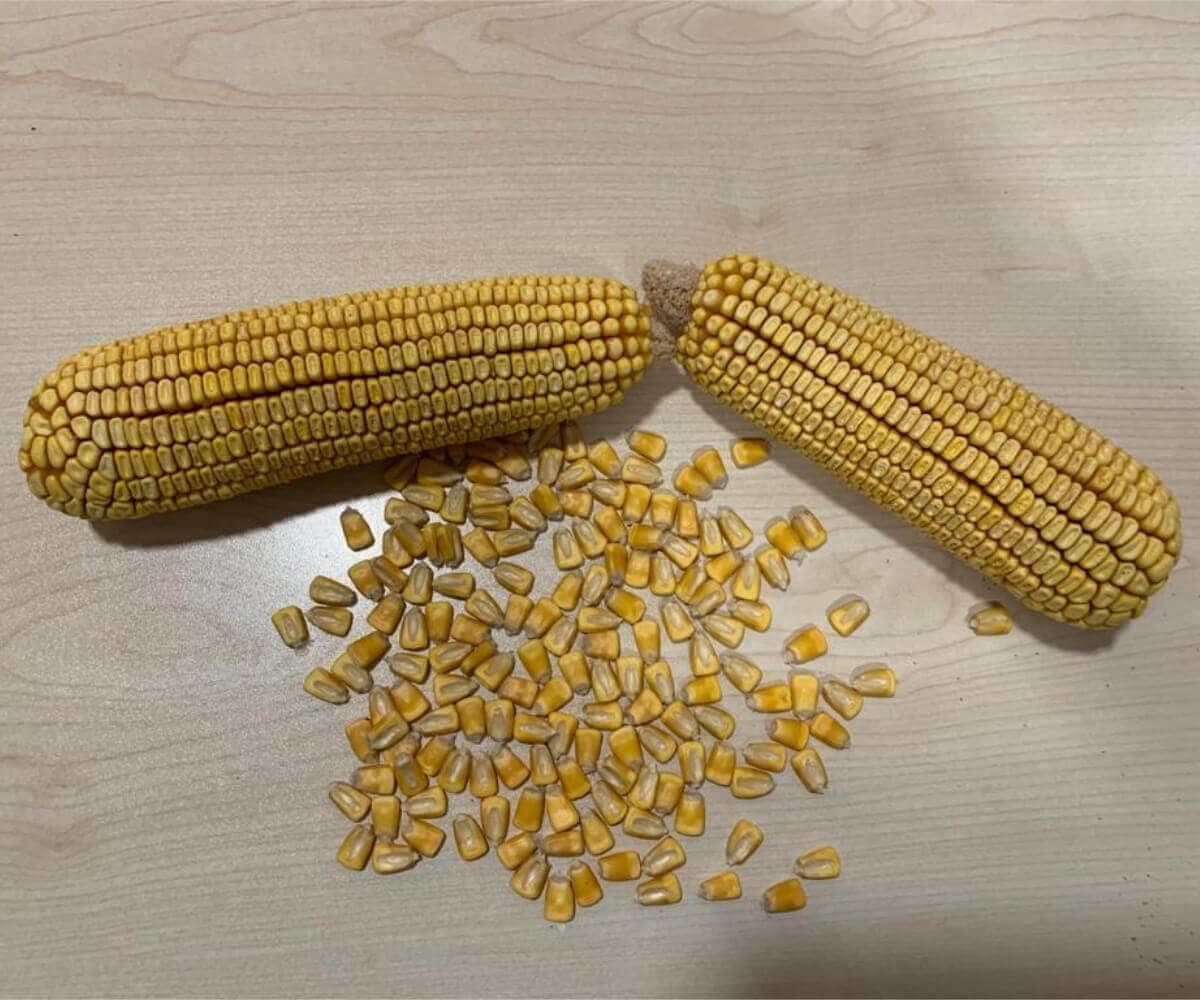 AGM 6919 - Agromar