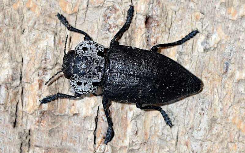 Capnodis beetle adult
