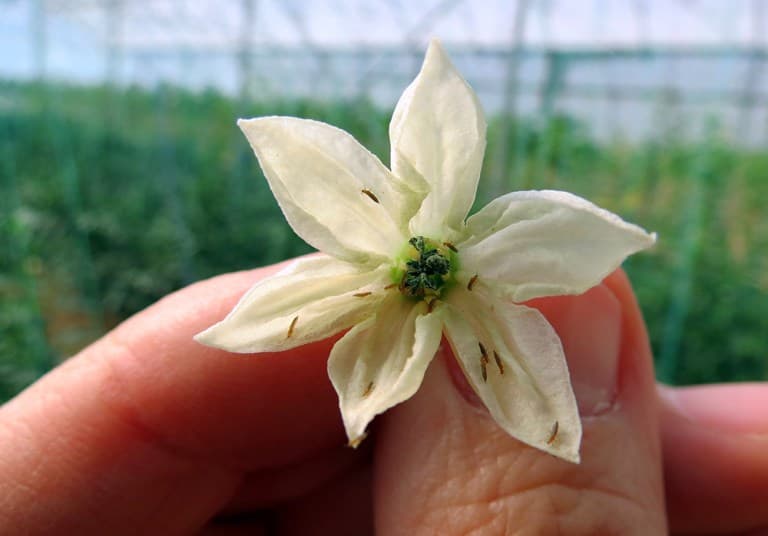 thrips in pepper