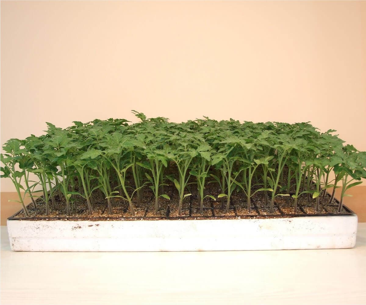 Tomato Seedling - Ege Fide