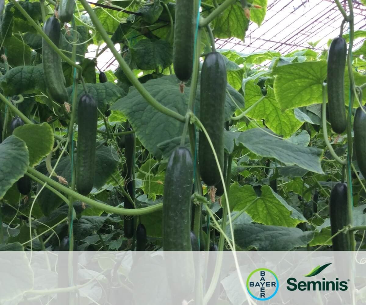 SV6608CB - Seminis & De Ruiter