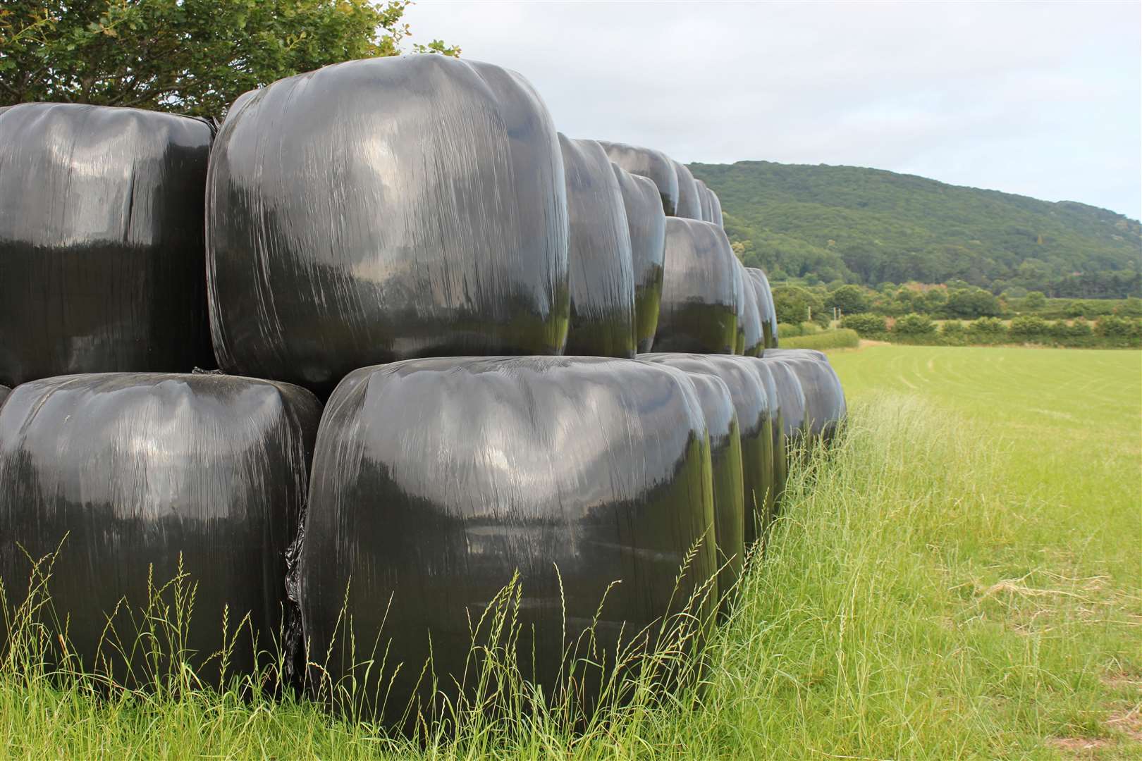 silage