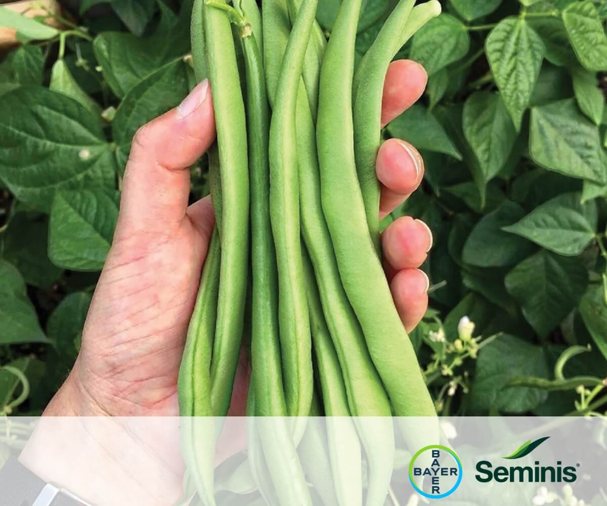 BOURGONDIA - Seminis & De Ruiter