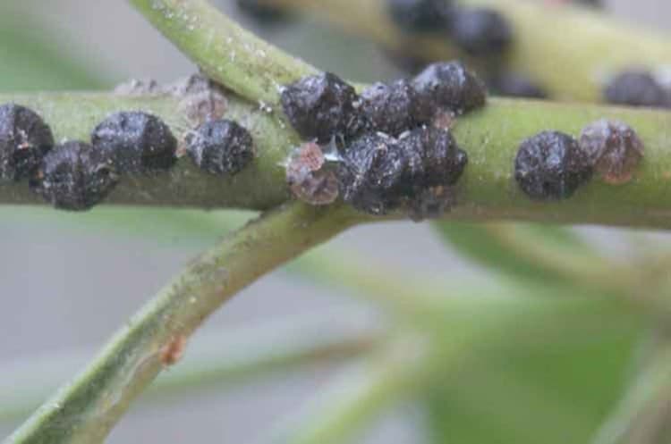 Turunçgilde Zeytin Kara Koşnili Mücadelesi & İlaçları