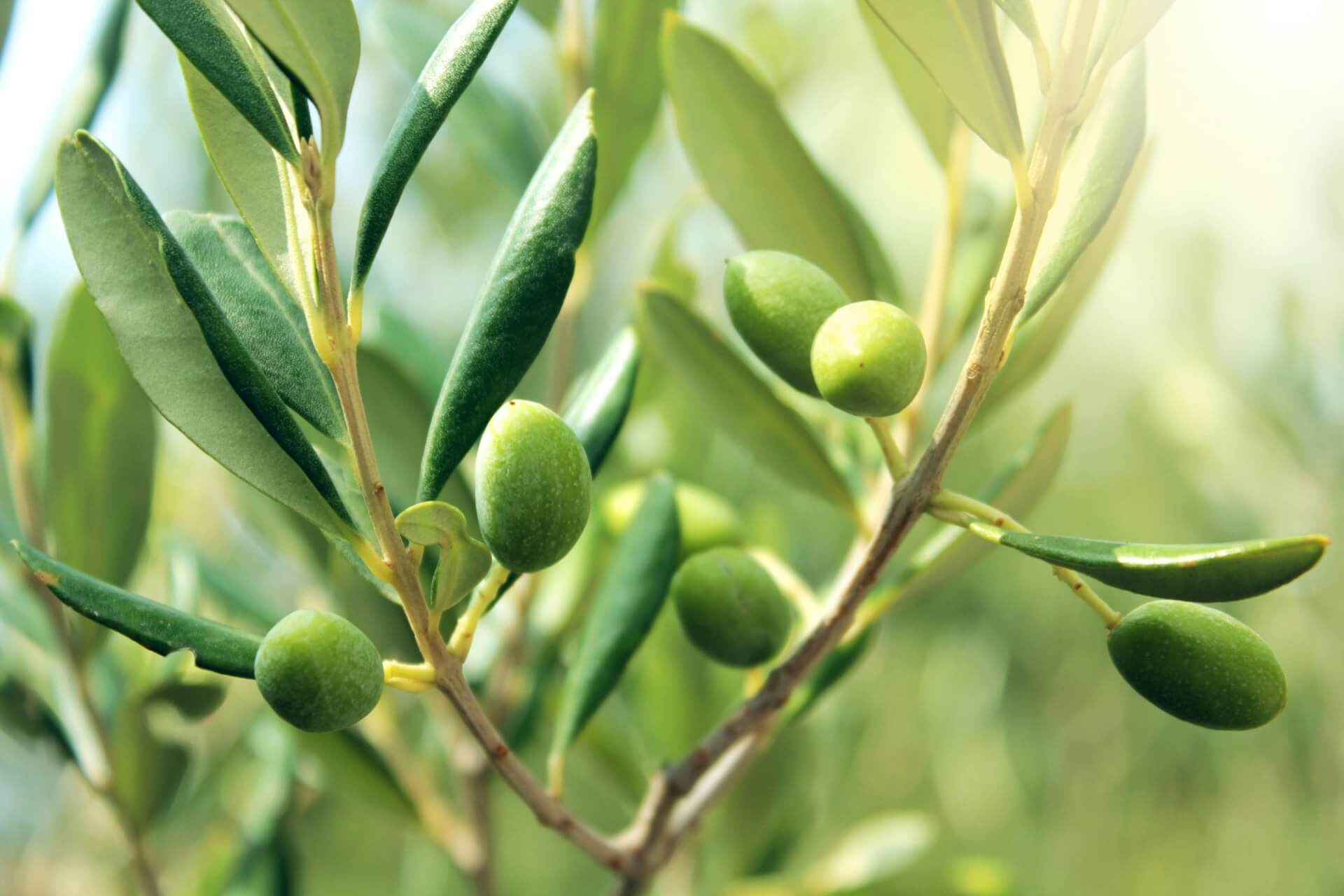 Zeytin Yetiştiriciliğinde Yabancı Otlarla Mücadele