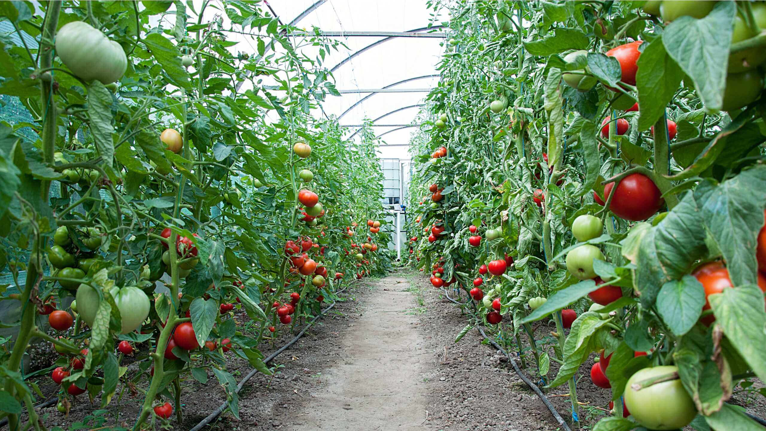 Invernadero de tomate.