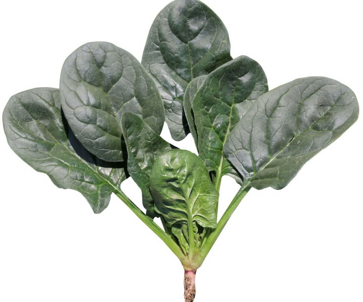 DS 30199 F1 - Agromar
