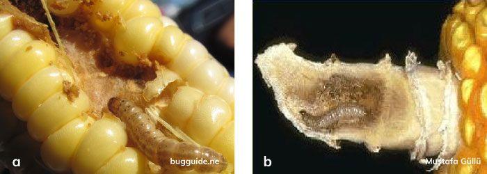 Mısırkurdu’nun koçan ve koçan sapındaki zararı