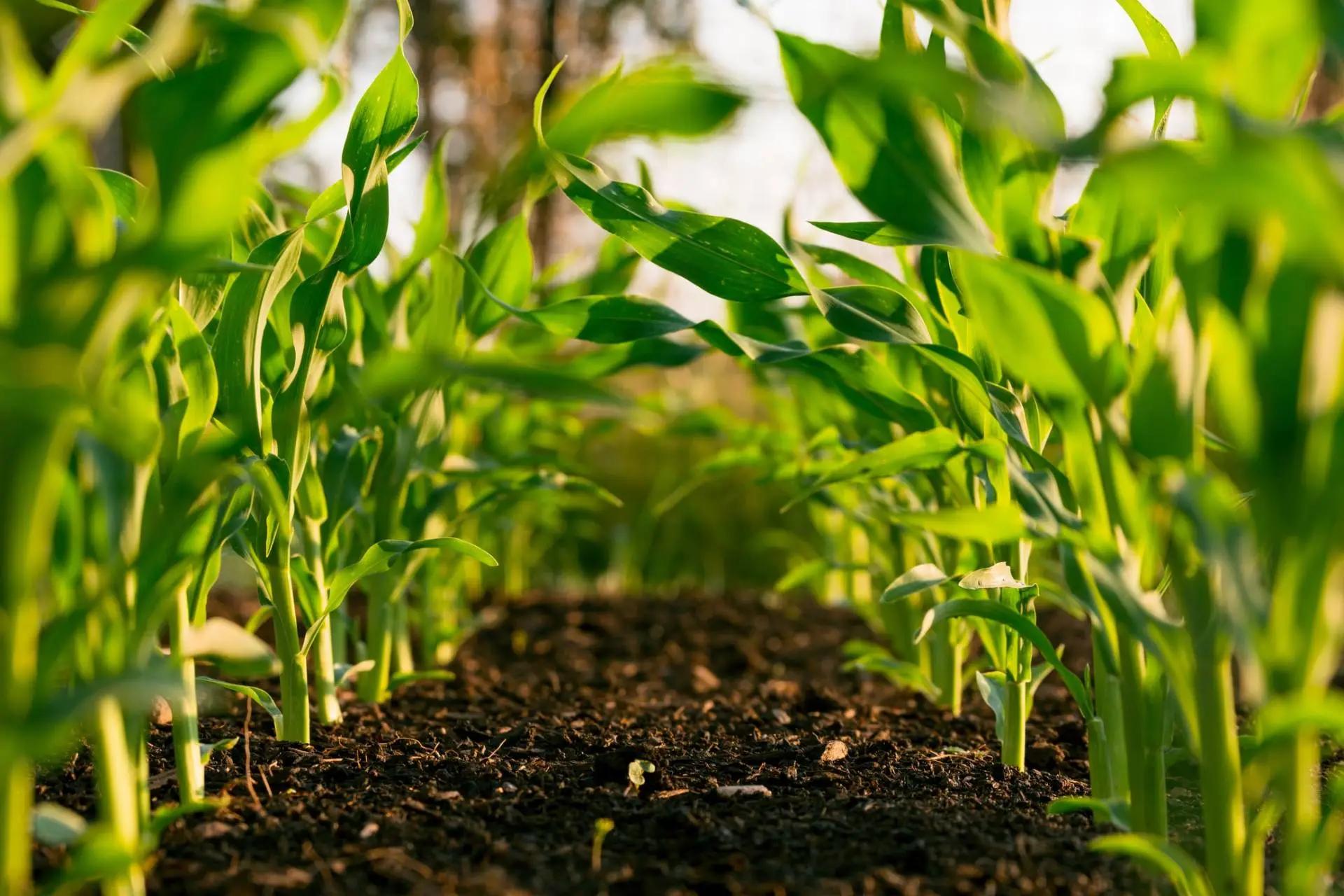 Sistemas de transporte de plantas