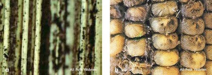 mısırda Macrophomina phaseolina hastalığı