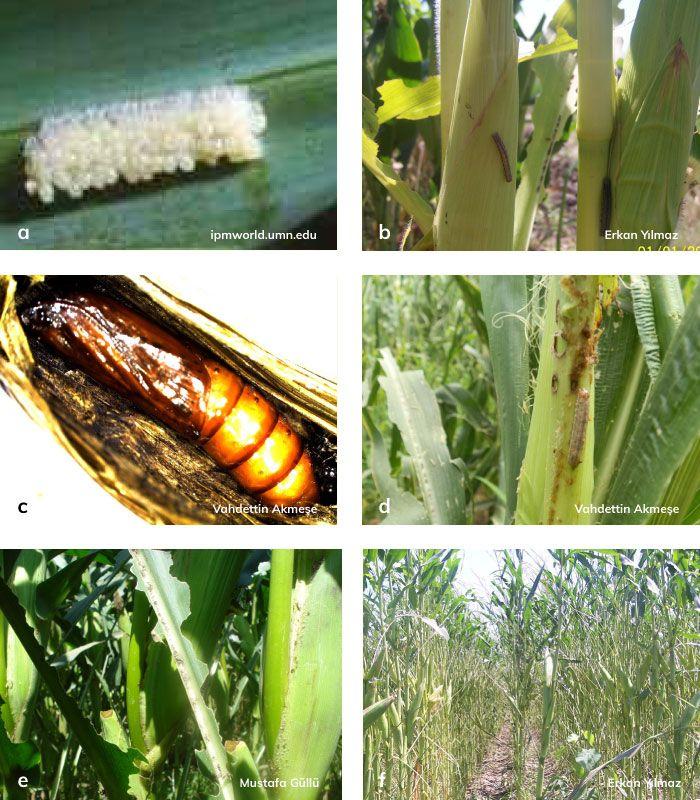 mısır yaprakkurdu larvası ve yumrutası