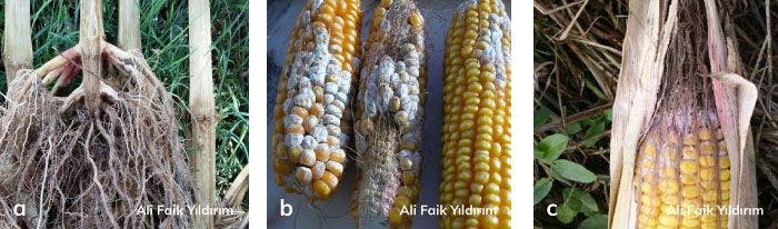 Mısırda Fusarium hastalıkları ve zararı