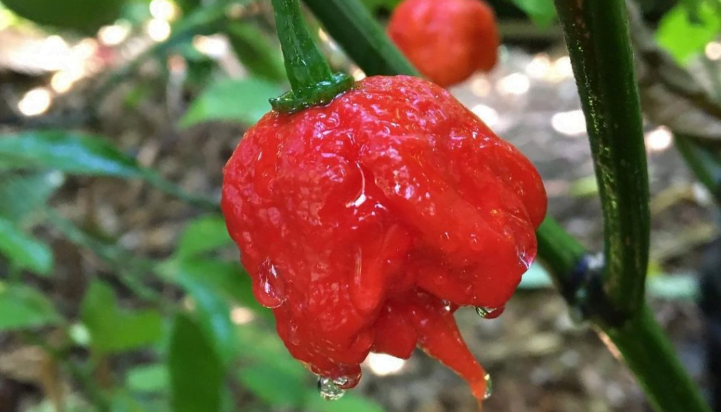 Trinidad Moruga Min