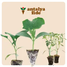 Antalya Fide