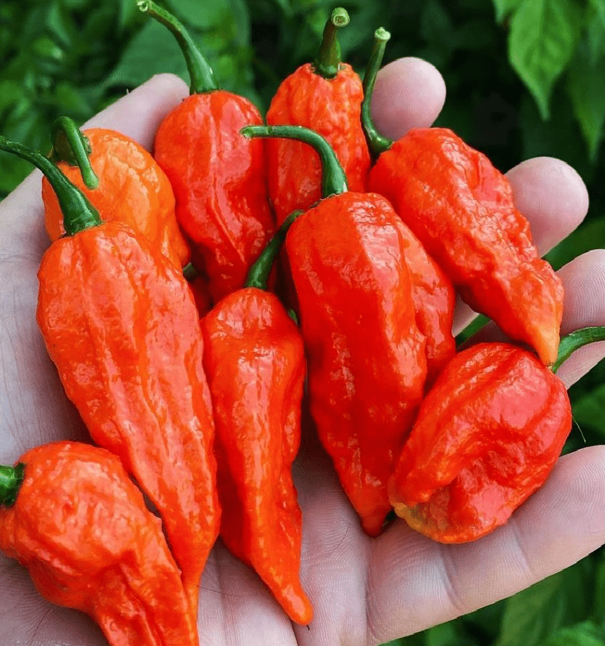 Bhut Jalokia Min